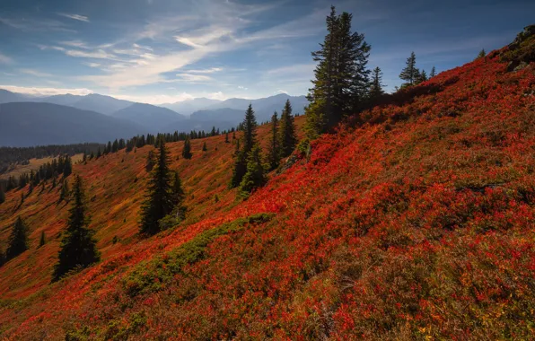 Autumn, forest, leaves, view, ate, slope, hill, red