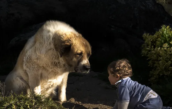 Background, dog, boy