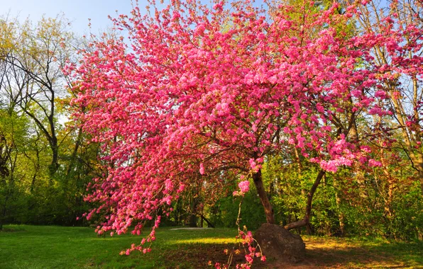 Picture the sky, Park, tree, spring, garden, flowering