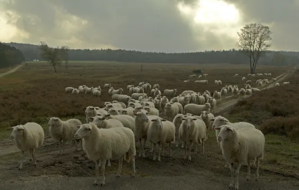 Nature, sheep, the herd
