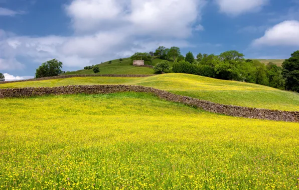 Greens, field, summer, clouds, trees, flowers, nature, blue