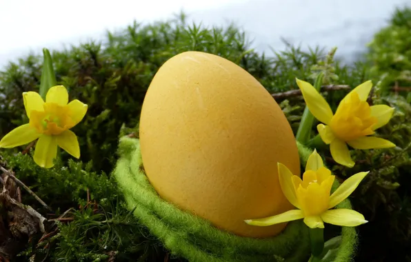 Easter, Eggs, Holiday, Daffodils