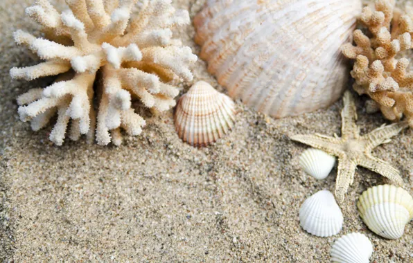 Picture sand, beach, nature, shell, starfish