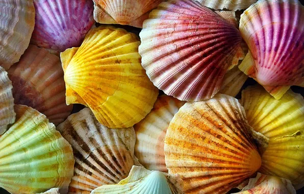 Macro, texture, shell, colorful