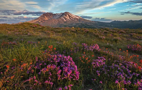 Picture the sky, grass, the sun, clouds, flowers, mountains, the evening, meadow