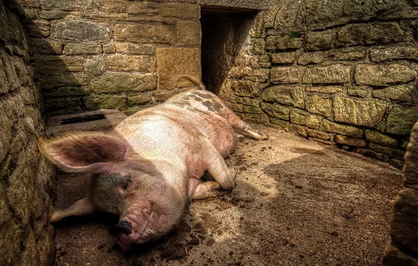 Nature, background, pig