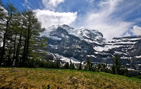 Trees, beauty, Alps, lawn, trees, snow, beauty, Alps