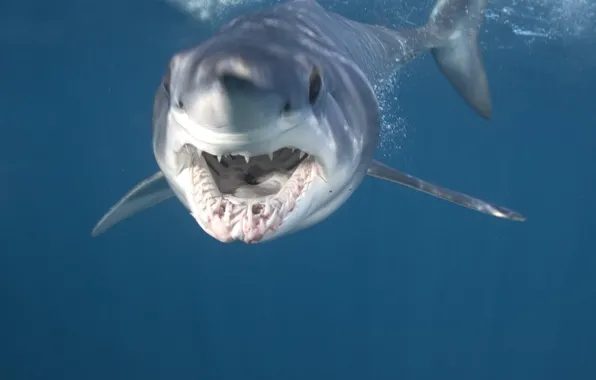 Picture underwater, sea, Tiburon, Animales, animal themes, White, Esqualo