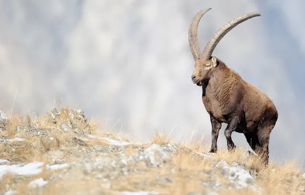 Grass, horns, mountain goat, ibex