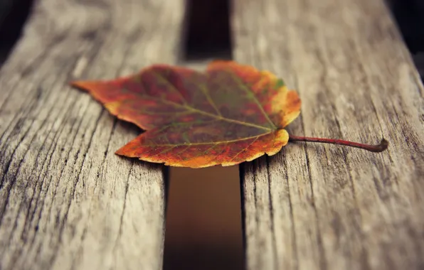 Autumn, leaves, nature