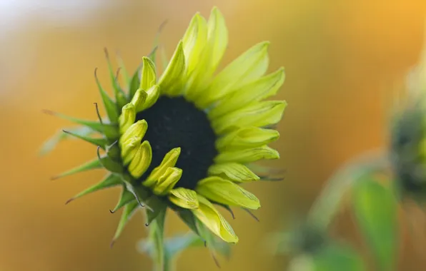 Summer, nature, sunflower