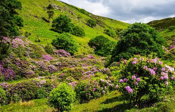 Picture trees, flowers, nature, hills, flowering, shrub