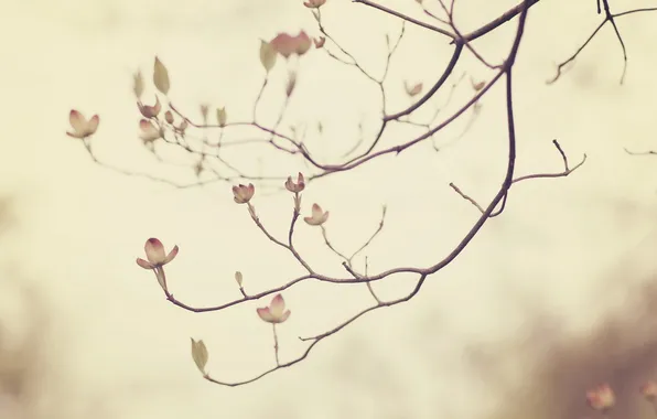 Branches, nature, background