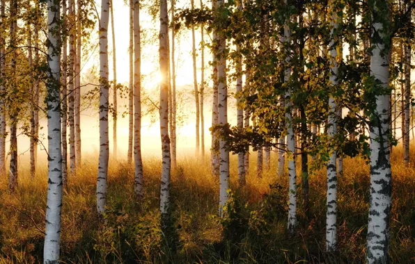Picture summer, the sun, trees, morning, birch, grove