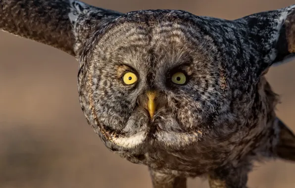 Picture look, owl, bird, flight, Great grey owl