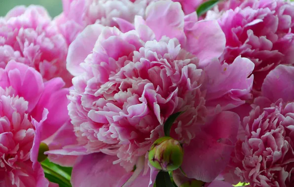 Picture summer, flowers, close-up, green, pink, beautiful, beautiful Wallpaper, peonies