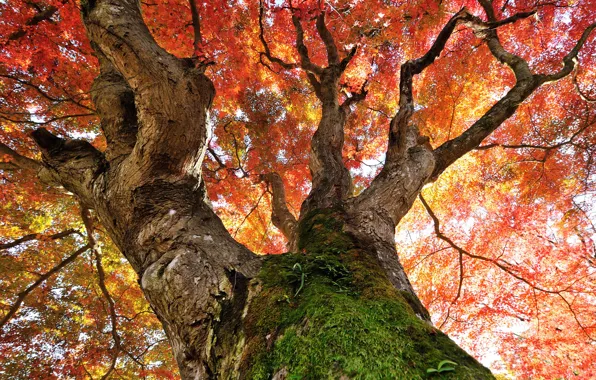 Autumn, leaves, tree, moss, trunk, crown