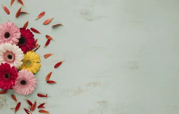 Flowers, Petals, Gerbera