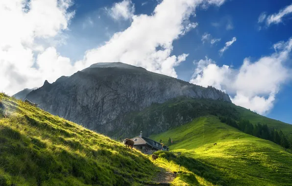 The sky, clouds, mountains, house, cows