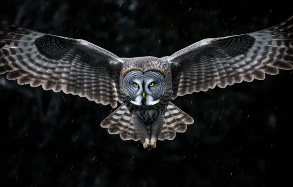Flight, owl, bird, owl, digital art, wingspan, AI art, neural network