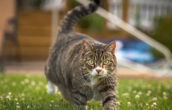 Cat, cat, grey, yard, walk, striped