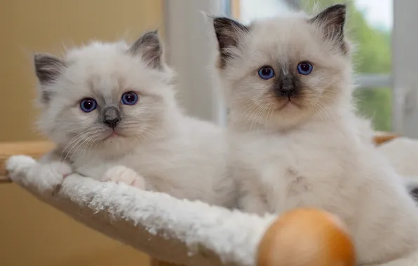 Look, pose, kitty, background, room, window, pair, kittens