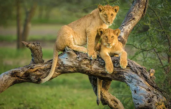 Picture snag, lions, the cubs, a couple