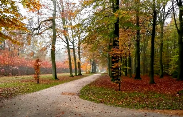 Autumn, leaves, trees, Park, track, Nature, falling leaves, trees