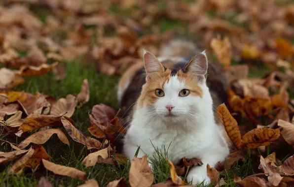 Picture autumn, cat, leaves