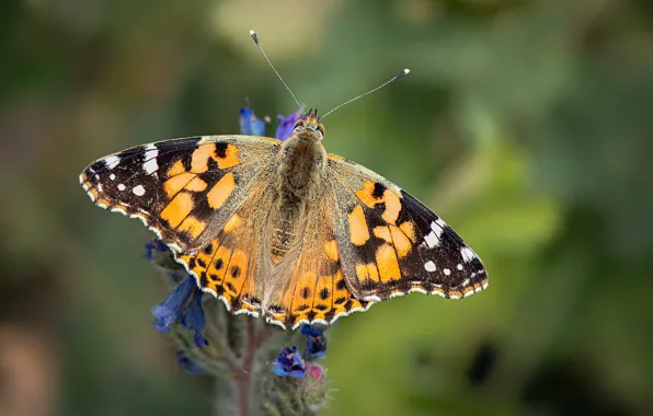 Butterfly, the painted lady, painted lady