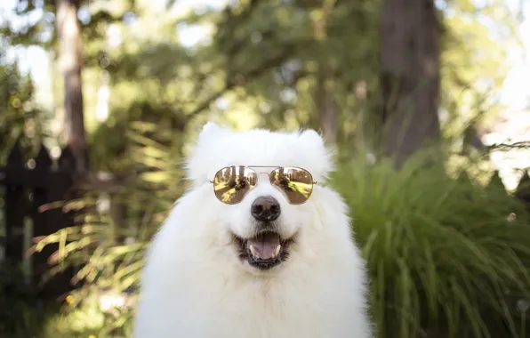 Look, pose, dog, white, face, Samoyed