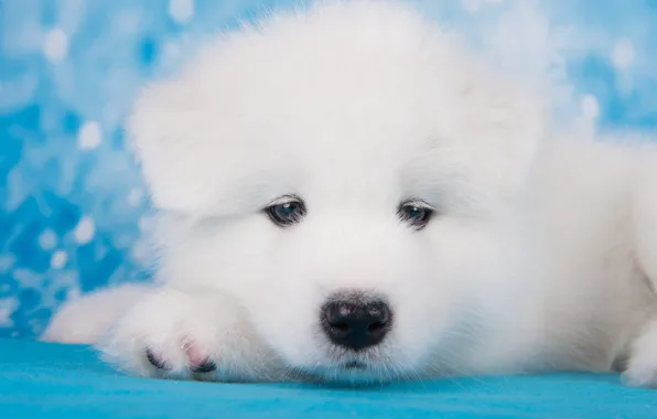 White, look, portrait, dog, muzzle, puppy, lies, photoshoot
