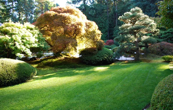 Grass, trees, nature, photo, garden, USA, Portland
