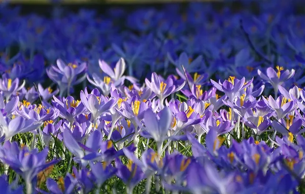 Light, flowers, glade, spring, crocuses, shadows, a lot, lilac