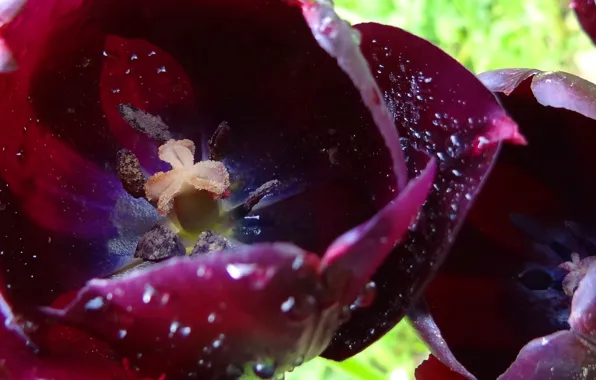 Close-up, pollen, Tulips, drops
