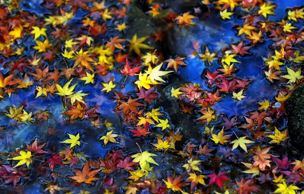 Picture autumn, leaves, water