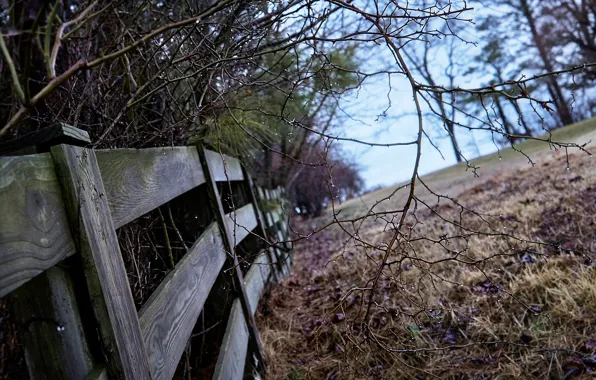 Picture trees, branches, the fence, bokeh, rainy morning