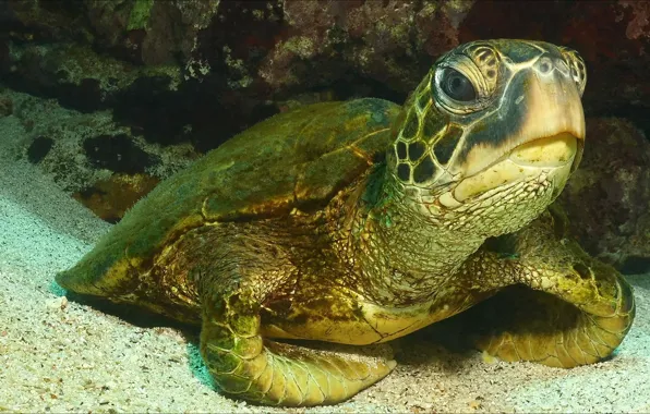 Animal, turtle, underwater, animals, underwater, turtle