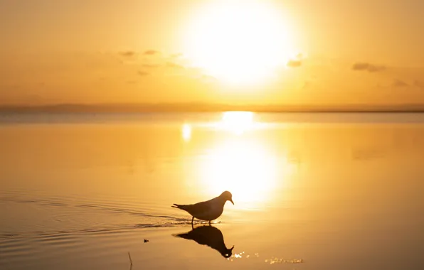 Sea, the sky, water, the sun, sunrise, dawn, bird, coast