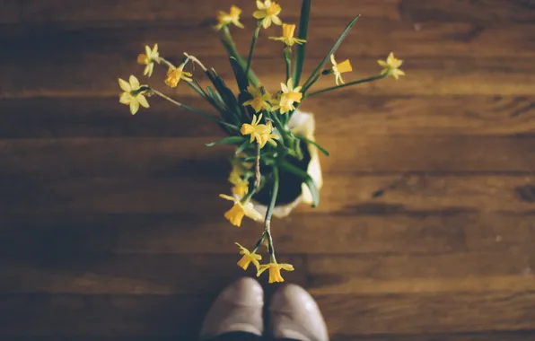 Flowers, yellow, petals, daffodils