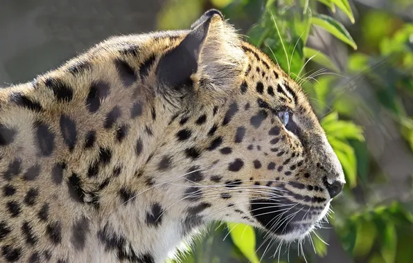 Picture face, predator, leopard, profile, wild cat