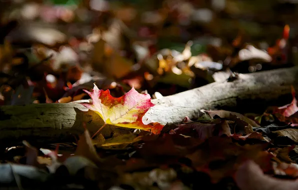 Autumn, leaves, nature