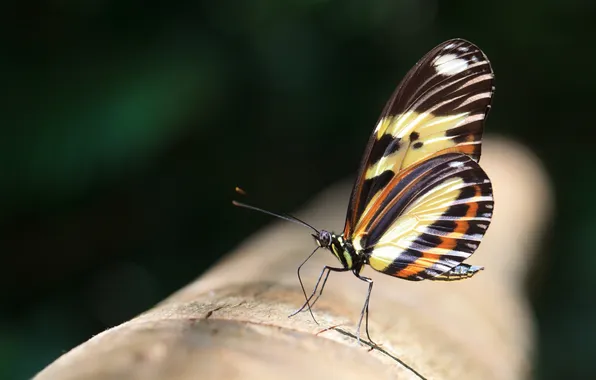 Macro, butterfly, insect