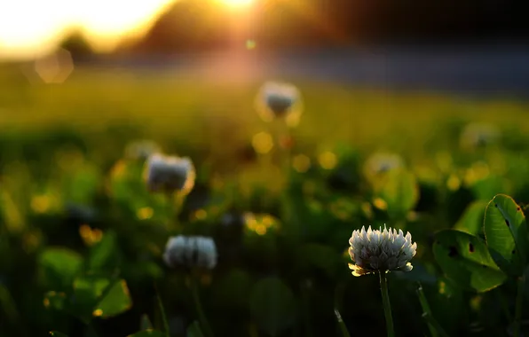 Grass, leaves, the sun, macro, rays, light, flowers, nature