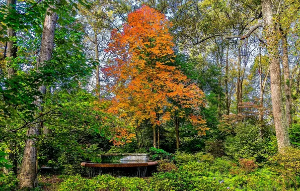 Photo, Nature, Trees, Park, USA, Atlanta