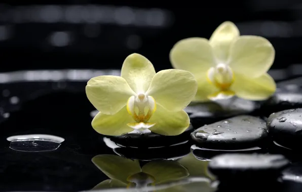 Water, drops, flowers, reflection, stones, yellow, orchids, black