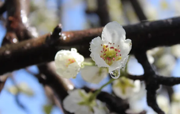 Drops, stamens, pear, white flowers, blue sky, ketka
