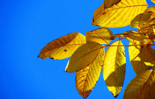 Autumn, Iran, Kerman, Mahan