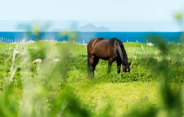 Greens, summer, the sky, grass, leaves, horse, shore, horse