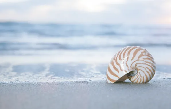 Picture sand, sea, shell